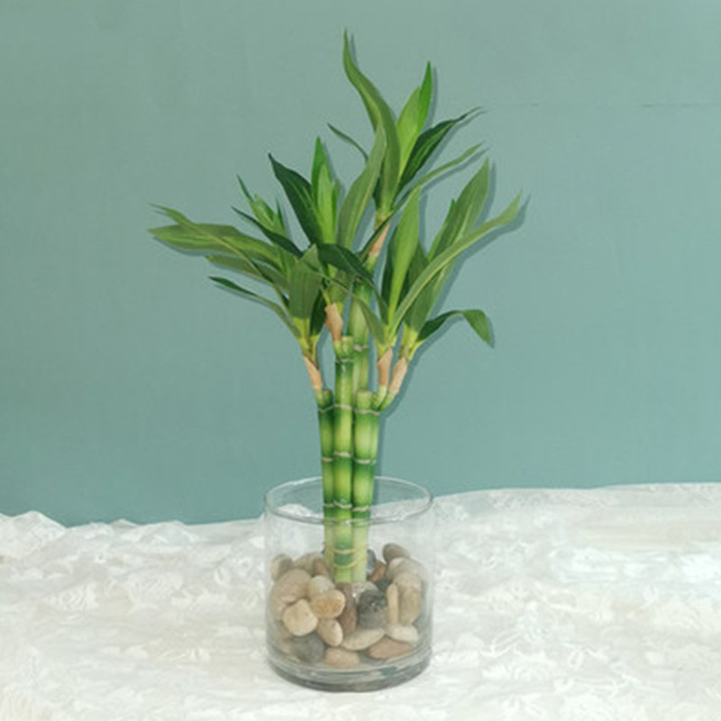 New 40cm rFtificial Lucky Bamb - Desk Setup Plants 评论和价格