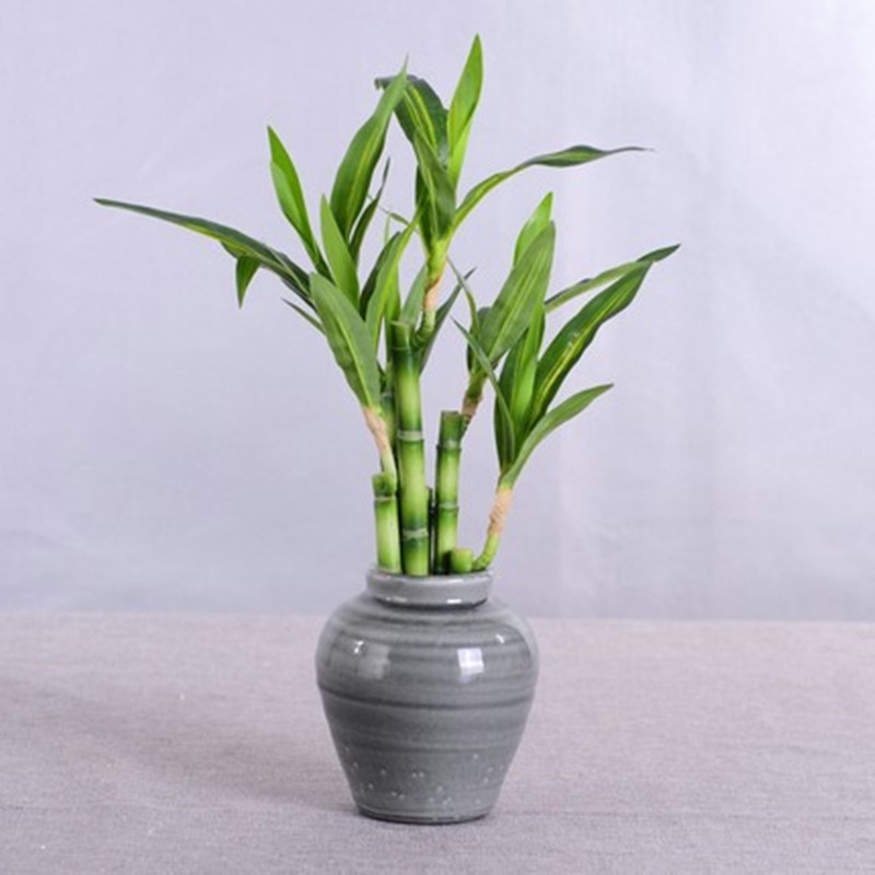 New 40cm rFtificial Lucky Bamb - Desk Setup Plants 评论和价格